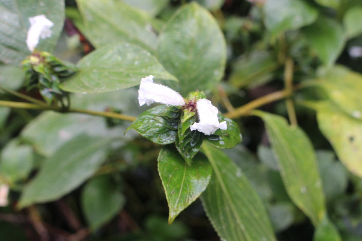 1 Angiosperms (Flowering Plants) - I - Dicotyledons